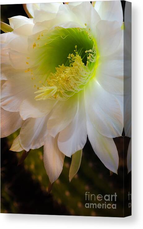 Exhinopsis Candican Canvas Print featuring the photograph Nightlight by Tamara Becker