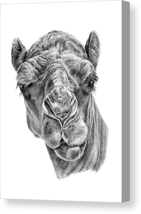 Camel Canvas Print featuring the drawing Noble One by Pencil Paws