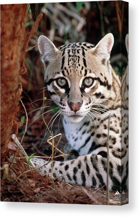 Ocelot Canvas Print featuring the photograph Ocelot by William Ervin/science Photo Library