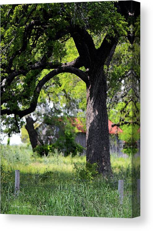 Texas Landscape Canvas Print featuring the photograph Old Texas Oak Tree by Connie Fox