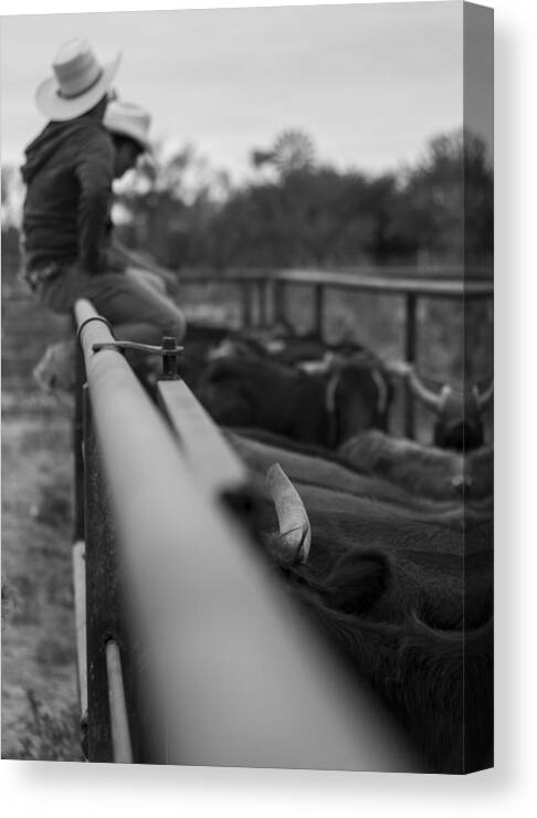 Landscape Canvas Print featuring the photograph On the Fence by Amber Kresge