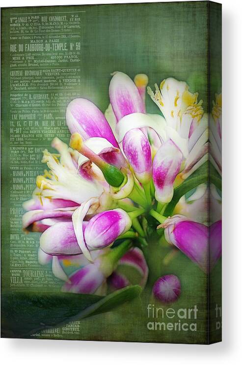 Orange Canvas Print featuring the photograph Orange Blossom Special by Judi Bagwell