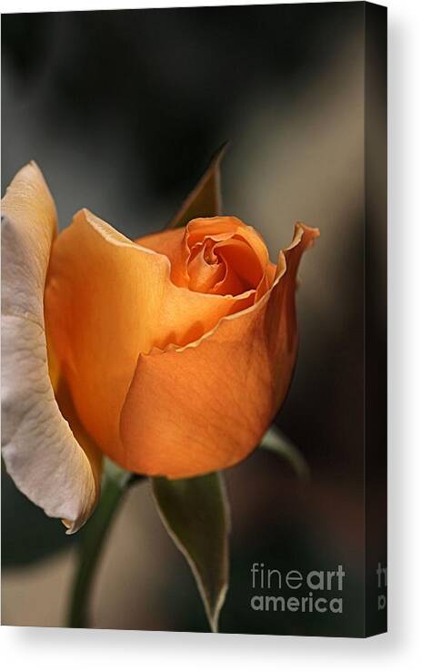 Rose Canvas Print featuring the photograph Orange Mood by Joy Watson