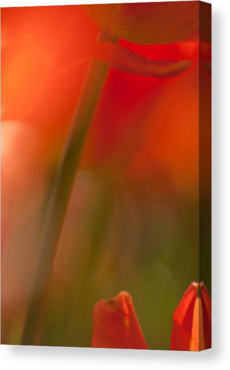 Tulips Canvas Print featuring the photograph Orange Tulip Abstract by Jani Freimann