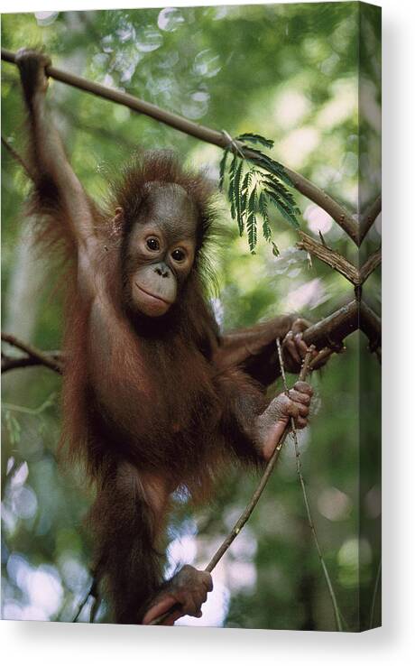 Feb0514 Canvas Print featuring the photograph Orangutan Infant Hanging Borneo by Konrad Wothe