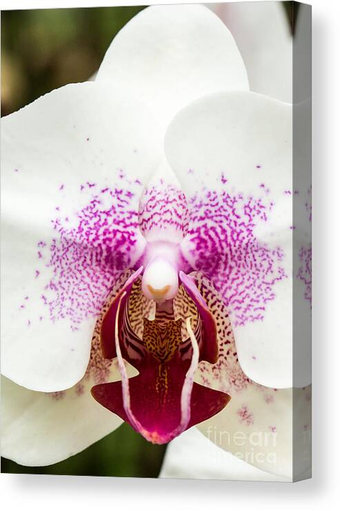Orchid Canvas Print featuring the photograph Orchid 1 of 3 by Brad Marzolf Photography
