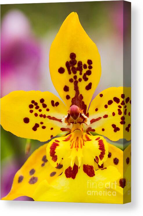 Orchid Canvas Print featuring the photograph Orchid 2 of 3 by Brad Marzolf Photography