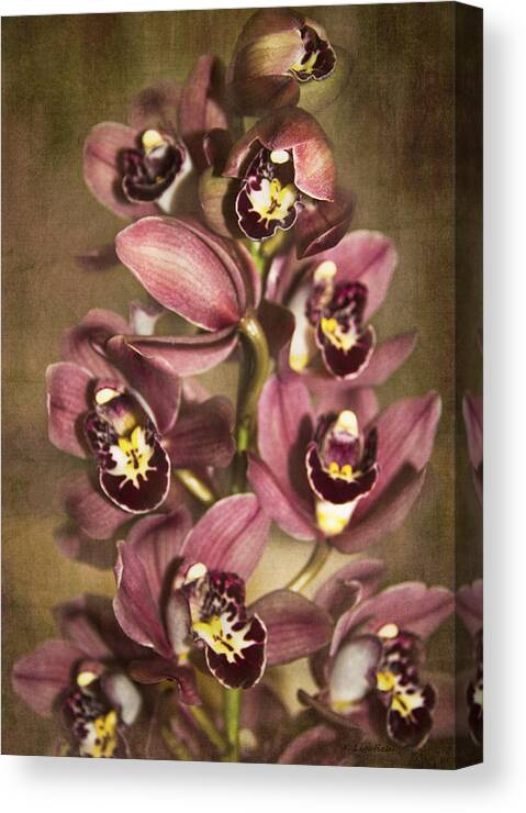 Orchid Canvas Print featuring the photograph Orchids - Cymbidium by Kerri Ligatich