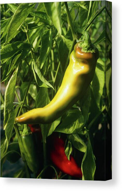Organic Canvas Print featuring the photograph Organic Peppers by Antonia Reeve/science Photo Library