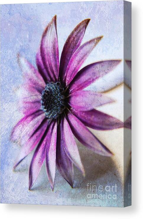 Cape Daisy Canvas Print featuring the photograph Osteospermum Delight by Clare Bevan