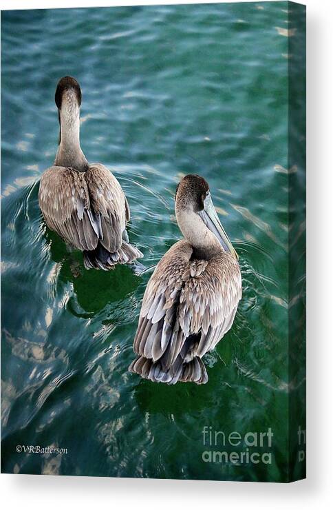 Pelicans Canvas Print featuring the photograph Out for a Swim by Veronica Batterson