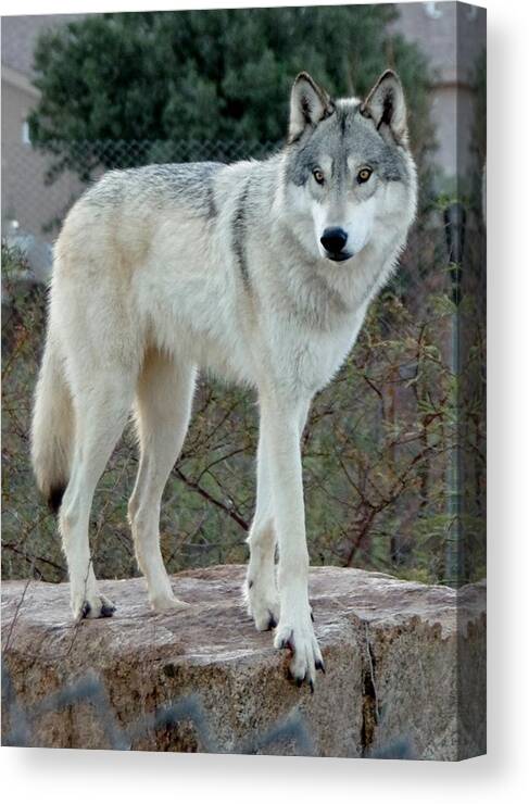 Out Of Africa Canvas Print featuring the photograph Out of Africa Wolf by Phyllis Spoor