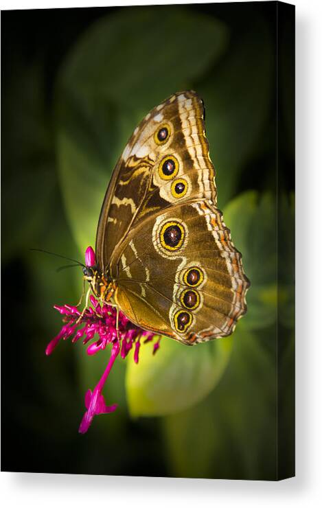 Pennysprints Canvas Print featuring the photograph Owl Butterfly with a Hat by Penny Lisowski