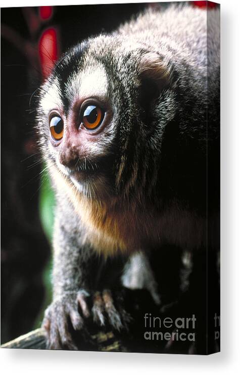 Owl Monkey Canvas Print featuring the photograph Owl Monkey by Stephen Dalton