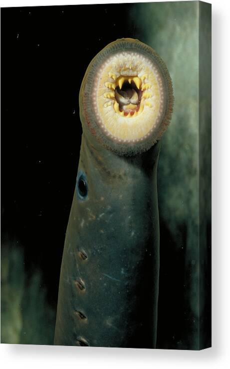 Animal Canvas Print featuring the photograph Pacific Lamprey by Rondi Church
