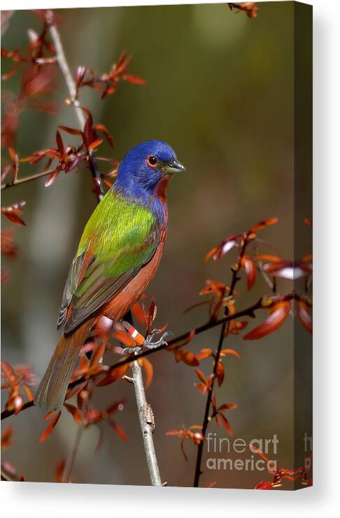Painted Bunting Canvas Print featuring the photograph Painted Bunting - Male by Kathy Baccari