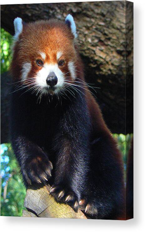 Red Panda Canvas Print featuring the photograph Panda Paws by Margaret Saheed