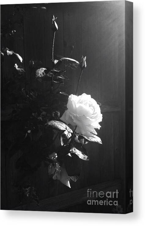 Rose Canvas Print featuring the photograph Peace in the Morning by Vonda Lawson-Rosa