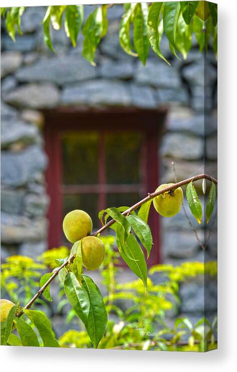 Old Mill Of Guilford Canvas Print featuring the photograph Peach Tree At The Old Mill of Guilford by Sandi OReilly