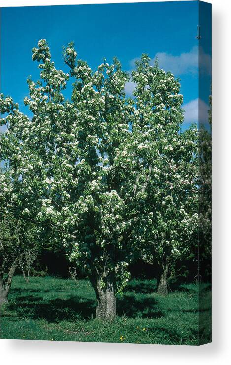 Agriculture Canvas Print featuring the photograph Pear Tree by A.b. Joyce
