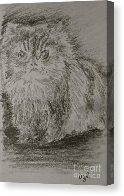 Persian Cat Canvas Print featuring the drawing Persian Cat Study by Victoria Lakes