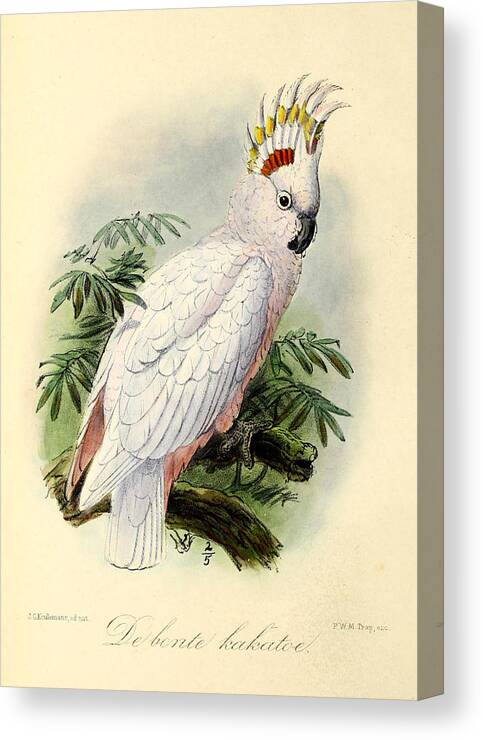 Pied Cockatoo Canvas Print featuring the painting Pied Cockatoo by Dreyer Wildlife Print Collections 