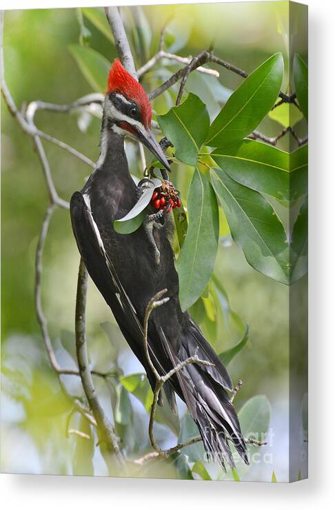 Woodpecker Canvas Print featuring the photograph Pileated Woodpecker by Kathy Baccari