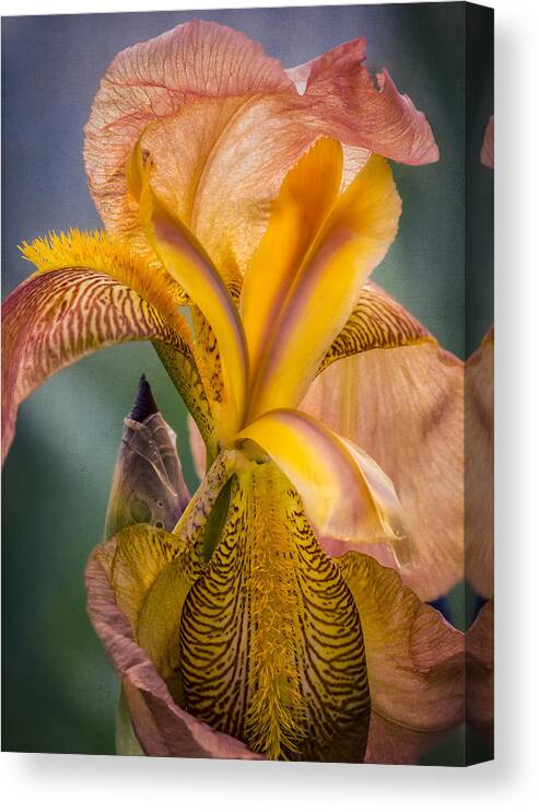 Spring Canvas Print featuring the photograph Pink Iris by Eduard Moldoveanu