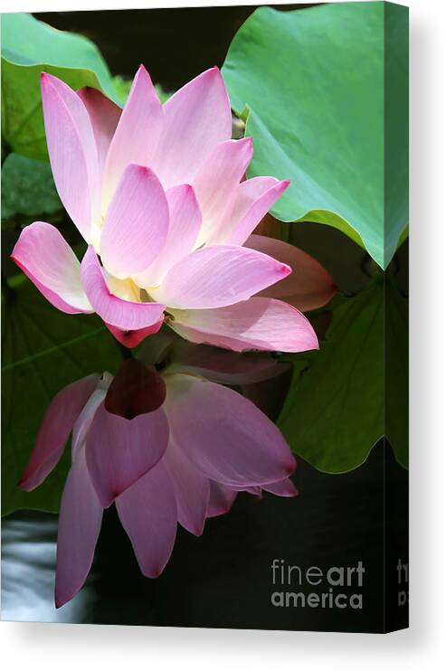 Landscape Canvas Print featuring the photograph Pink Lotus Reflected in the Lake by Sabrina L Ryan
