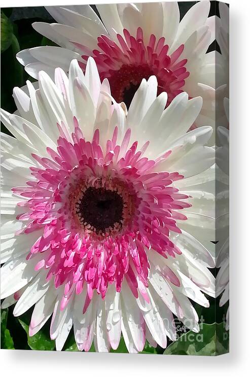 Portrait Canvas Print featuring the photograph Pink n white gerber daisy by Sami Martin