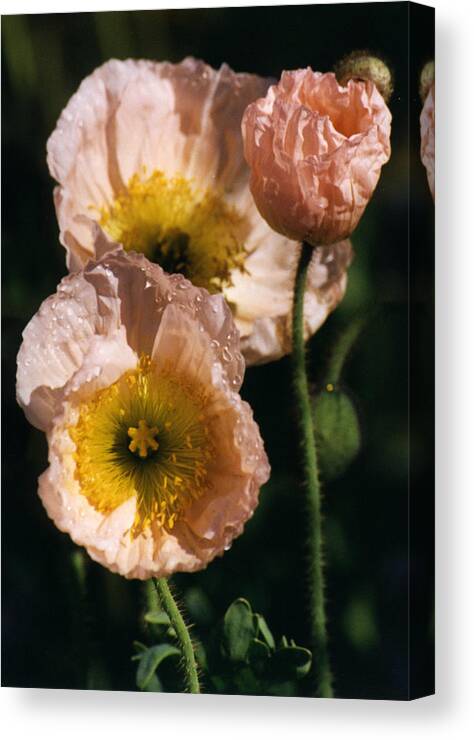 Flower Canvas Print featuring the photograph Pink Poppies by Robert Lozen