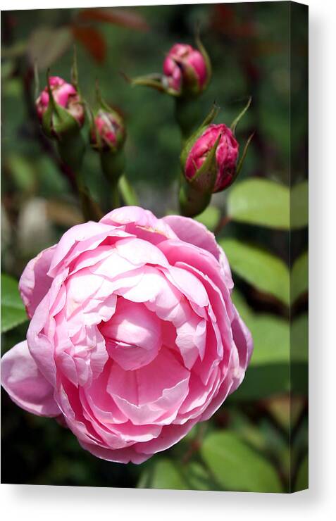 Pink Canvas Print featuring the photograph Pink Rose by Ellen Tully