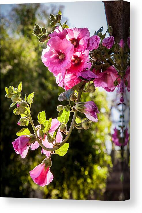 Pink Flowers Canvas Print featuring the photograph Pink Trumpet by April Reppucci