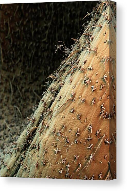 Nepenthes Canvas Print featuring the photograph Pitcher Plant Trap Trichomes by Stefan Diller