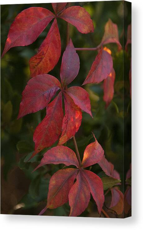Plants Canvas Print featuring the photograph Poison Ivy In The Fall by Pat Exum