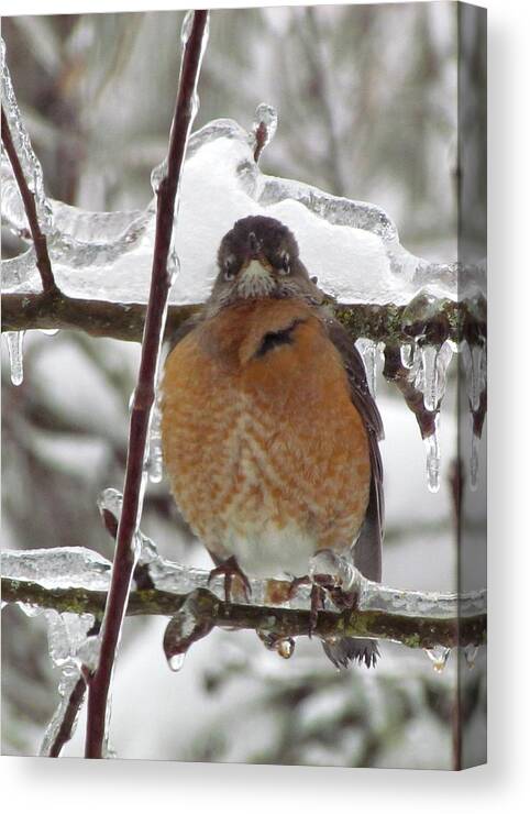 Birds Canvas Print featuring the photograph Poor Robin by I'ina Van Lawick