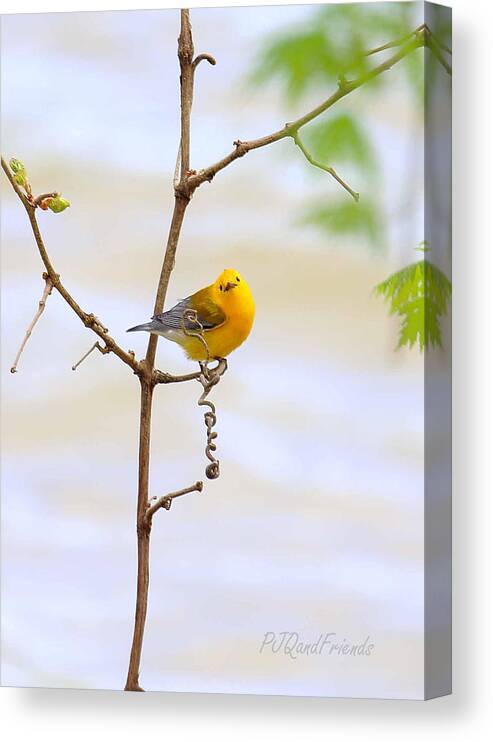 Prothonotary Warbler Canvas Print featuring the photograph Prothonotary Warbler by PJQandFriends Photography