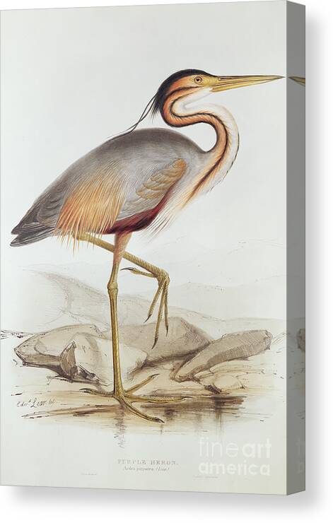 Purple Heron Canvas Print featuring the painting Purple Heron by Edward Lear