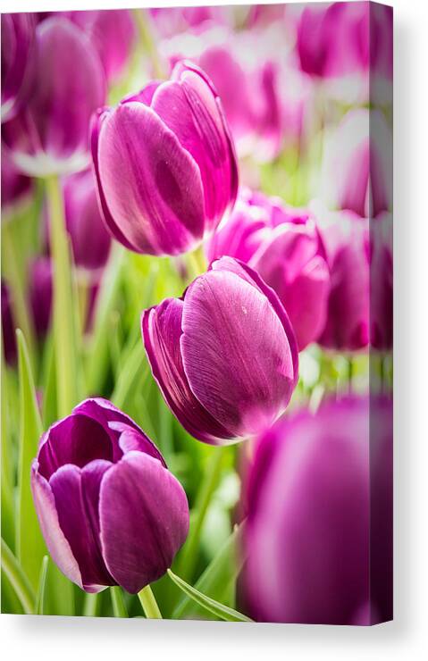 Tulips Canvas Print featuring the photograph Purple Tulip Garden by Onyonet Photo studios