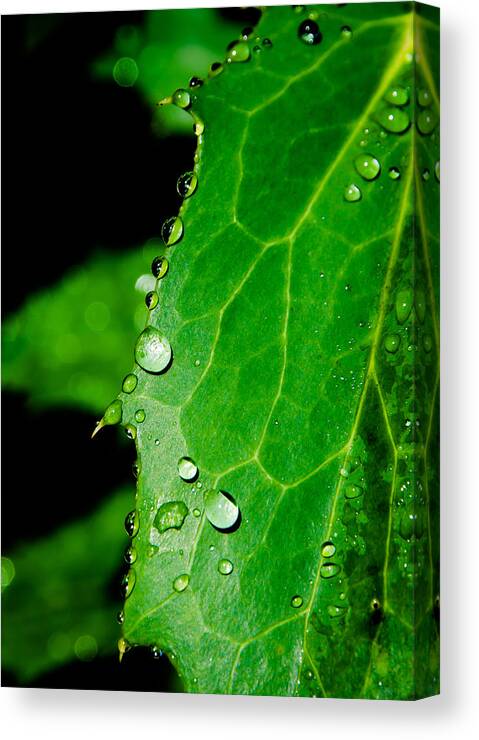 Raindrops Canvas Print featuring the photograph Raindrops On Green Leaf by Andreas Berthold