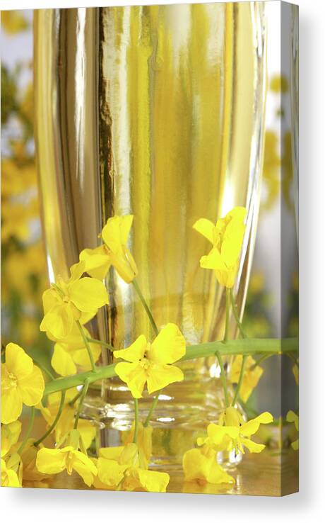 Brassica Napus Canvas Print featuring the photograph Rapeseed Oil And Flowers by Lea Paterson/science Photo Library