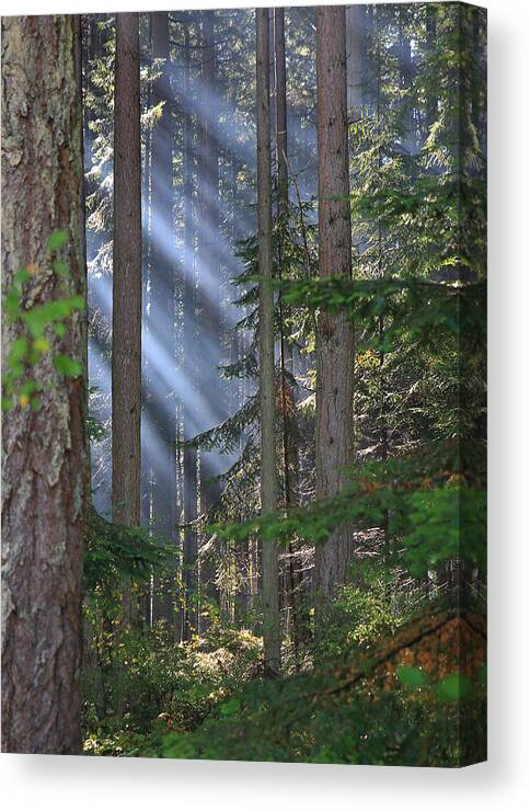 Sun Canvas Print featuring the photograph Rays by Randy Hall