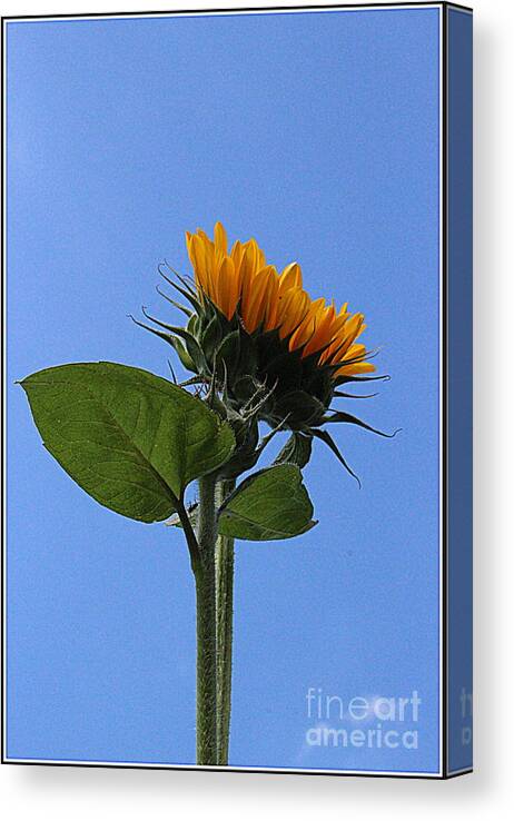 Sunflower Canvas Print featuring the photograph Reaching for the Sun - Sunflower by Dora Sofia Caputo