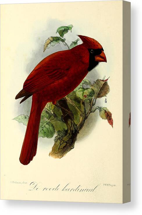 #faatoppicks Canvas Print featuring the painting Red Cardinal by Dreyer Wildlife Print Collections 