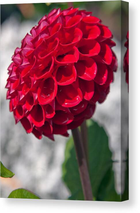 Flower Canvas Print featuring the photograph Red Flower with White Background by Matthew Bamberg