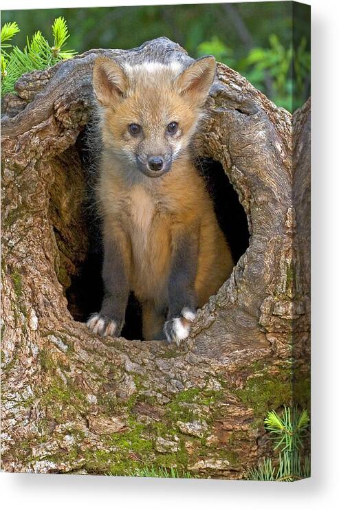 Red Canvas Print featuring the photograph Red Fox Kit by Jack Nevitt