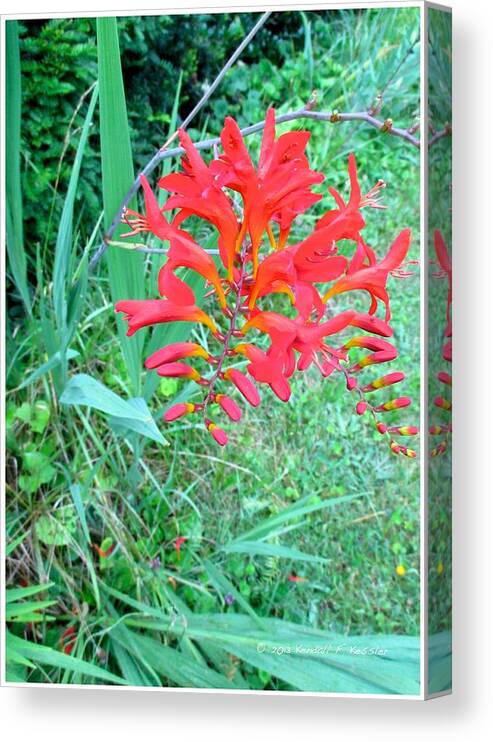 Red Flowers Canvas Print featuring the photograph Red Gift by Kendall Kessler