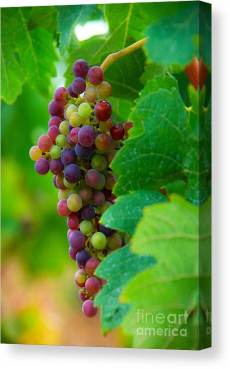 Bordeaux Canvas Print featuring the photograph Red Grapes by Hannes Cmarits