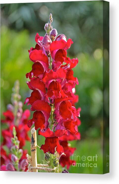 Flower Canvas Print featuring the photograph Red Snapdragon #1 by Carol Bradley