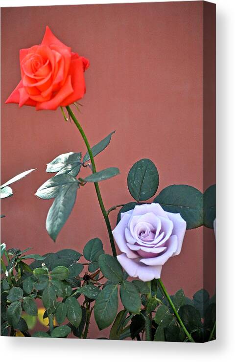Flower Canvas Print featuring the photograph Red Rose And Sterling Silver Blue Moon Rose by Jay Milo